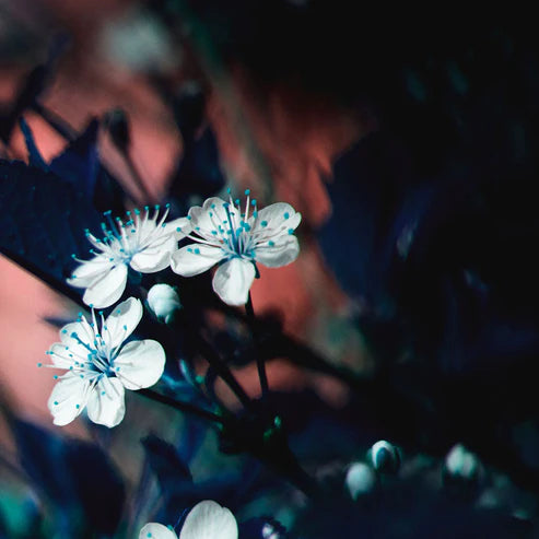 LOST LOVERS Extrait De Parfum