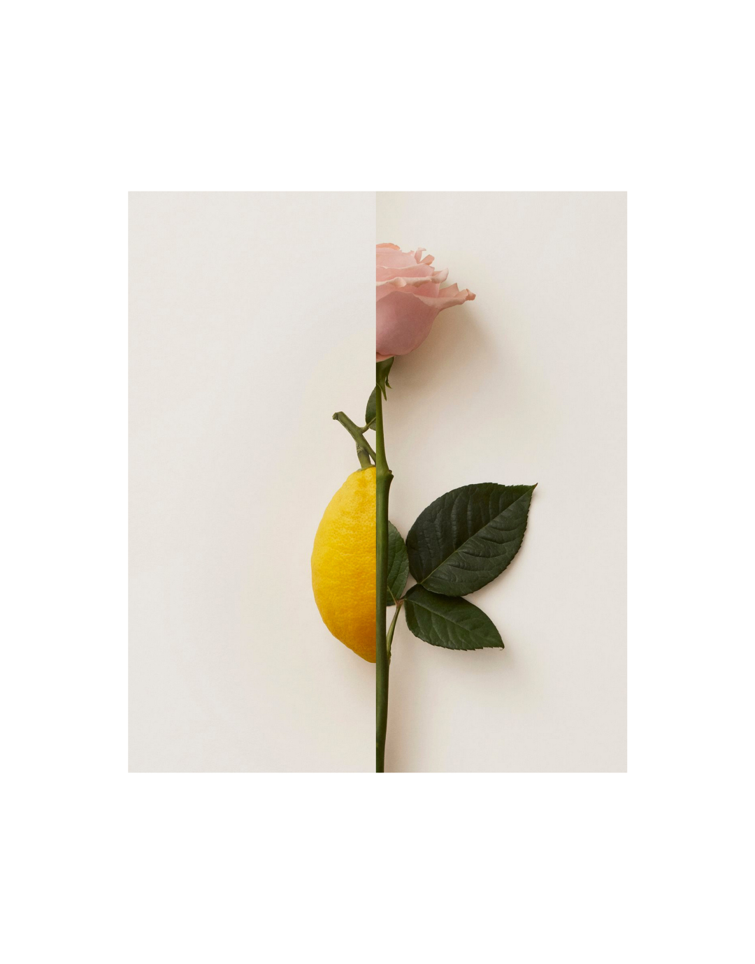 Rosa Limone Extrait De Parfum